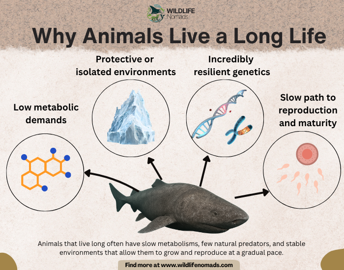 Long-life-in-animals-explained.webp Long life in animals explained infographic