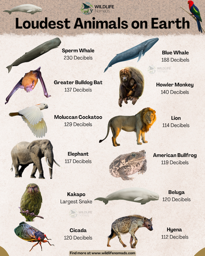 infographic showing some of the loudest animals one earth like whales or lions