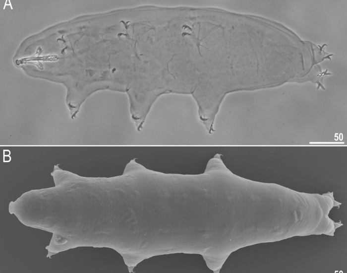 micrscopic view of a Macrobiotus