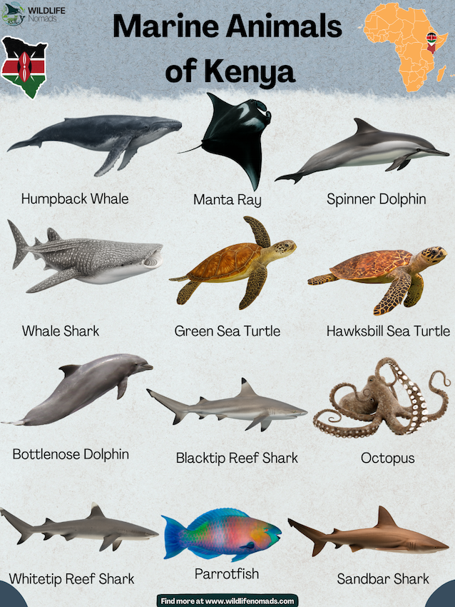 Marine-Animals-of-Kenya.webp infographic showing Marine Animals of Kenya