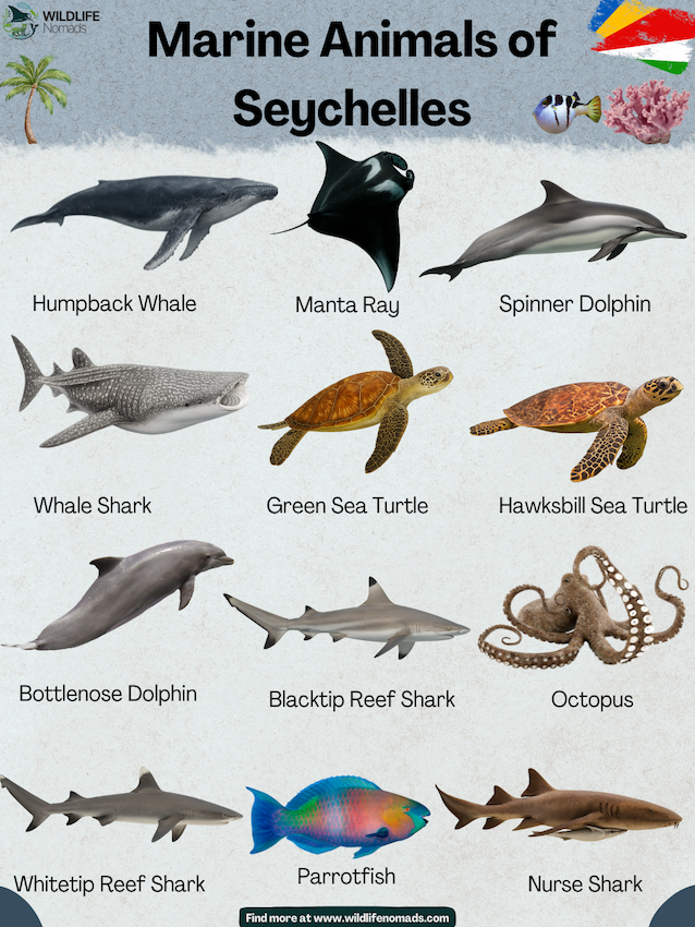 infographic showing Marine Animals of Seychelles
