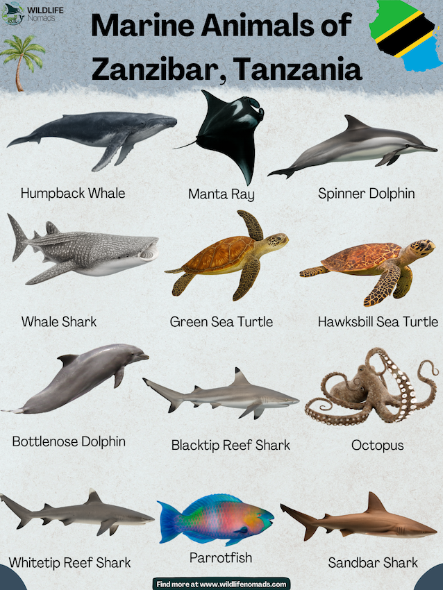 Marine Animals of Zanzibar, Tanzania infographic showing 12