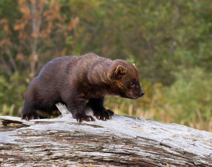 Pacific Fisher in the wild