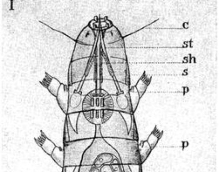 a Mesotardigrada diagram the upper part