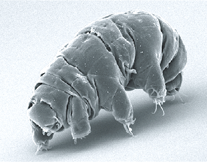 microscopic view of a Milnesium tardigradum