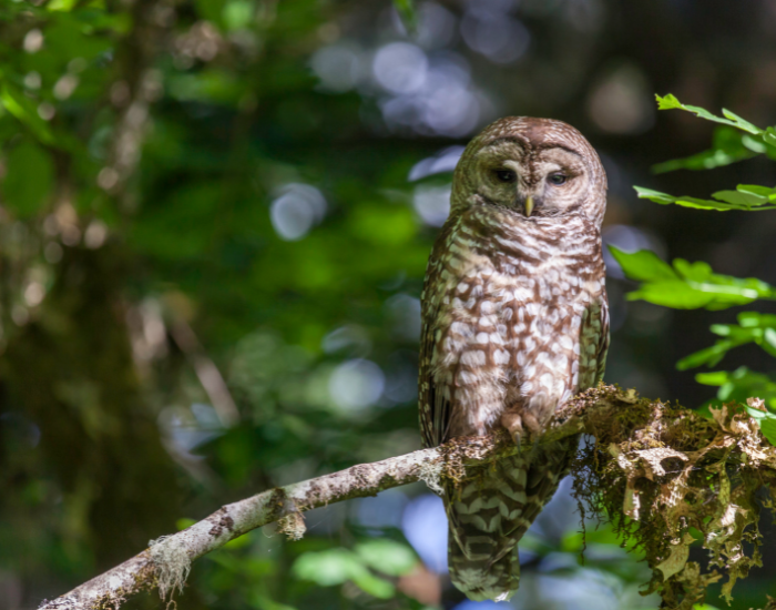 Northern Spotted Owl  in a forest on a tree