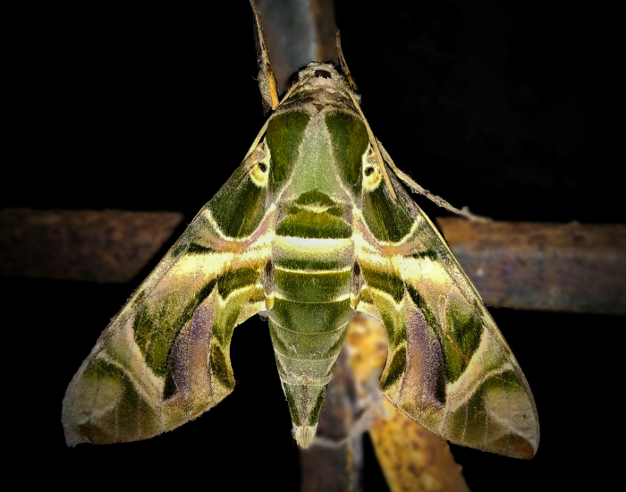 close up of an Oleander Hawk-Moth at night