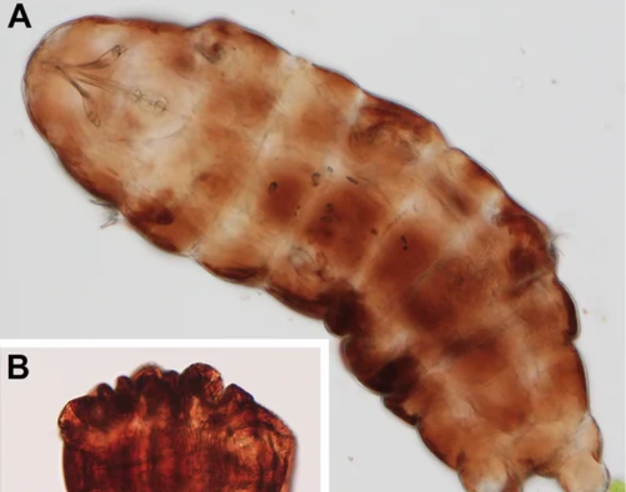 microscopic Ramazzottius varieornatus close up