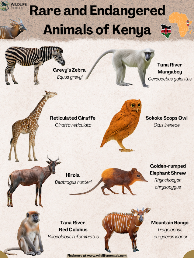 Rare-Animals-of-Kenya.webp infographic showing 8 Rare and Endangered Animals of Kenya