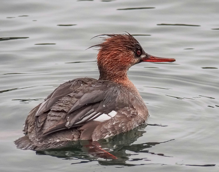 Red-breasted-Merganser.webp Red-breasted Merganser swimming