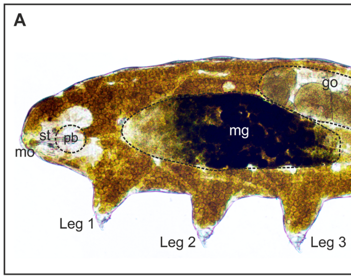 Microscopic side view of a Richtersius coronifer tardigrade showing internal organs.
