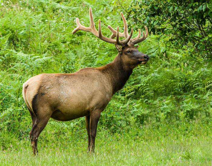 Roosevelt-Elk-Cervus-canadensis-roosevelti.webp Roosevelt Elk (Cervus canadensis roosevelti