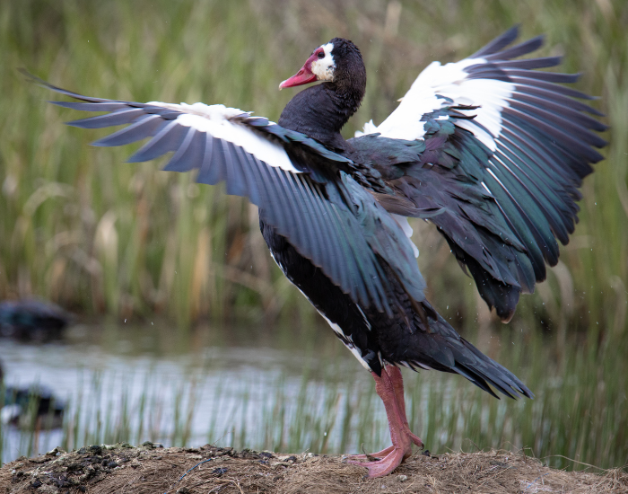 Spur-winged-Goose.webp Spur-winged Goose extending its wing, flapping them, in the wild