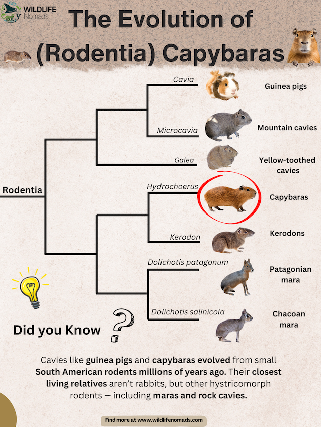 The Evolution of (Rodentia) Capybaras infographic