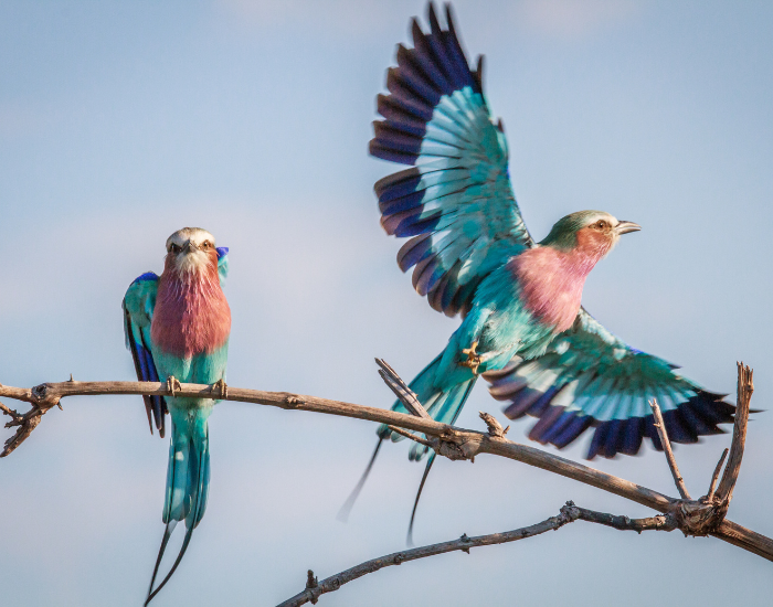 Two Lilac-Breasted Rollers in the wild
