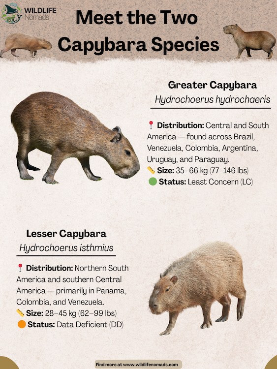 infographic showing the 2 species capybara 