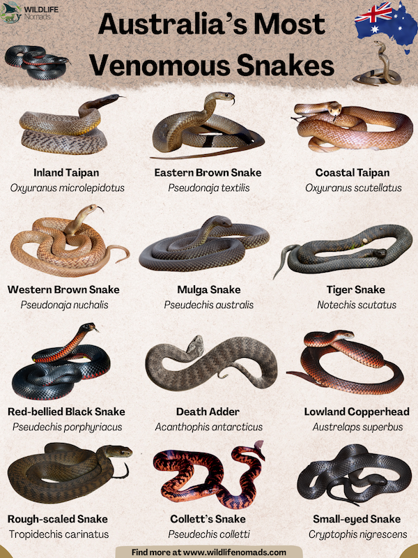 Australia’s Most Venomous Snakes infographic