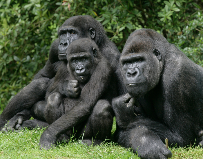 Three Gorillas looking at the camera laying on grass