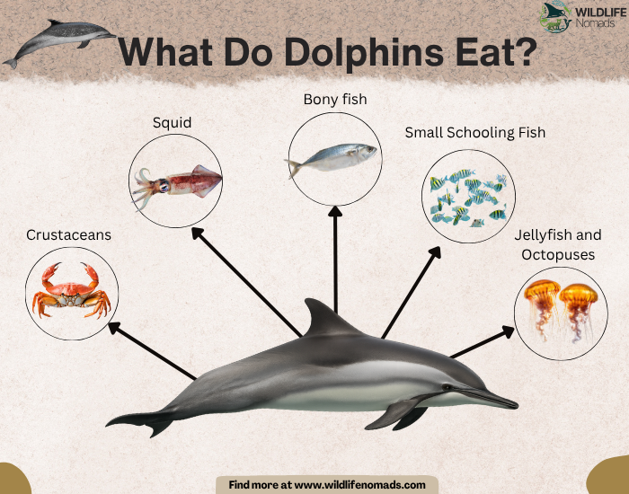 What-Do-Dolphins-Eat-diet.webp infographic showing the diet of dolphins