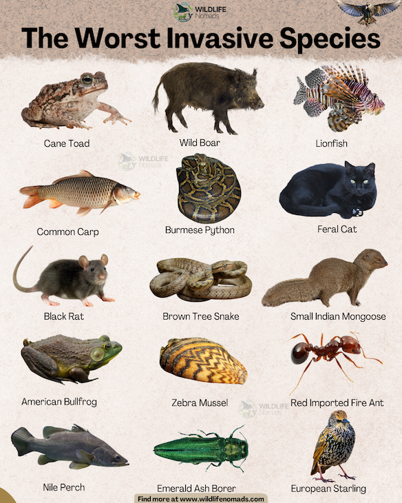 An educational infographic titled "The Worst Invasive Species" by Wildlife Nomads against a light, textured background. It features a grid of 15 different animal images with their respective names printed below them.