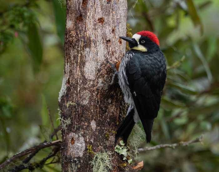 acorn-wood-pecker.webp Acorn Woodpecker on a tree