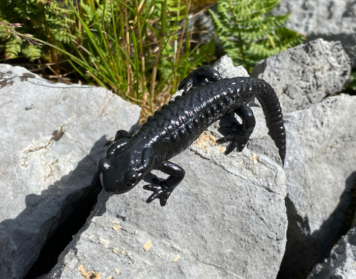 alpinee-salamander.webp Alpine Salamander on a rock