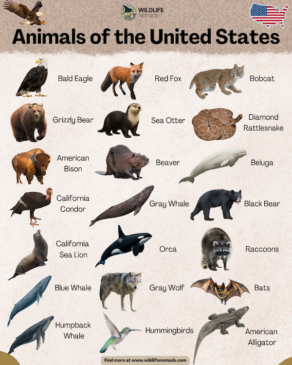 Educational infographic titled 'Animals of the United States' by Wildlife Nomads. It features a grid of 21 native North American species with individual labels, including the Bald Eagle, Grizzly Bear, American Bison, California Condor, California Sea Lion, Blue Whale, Humpback Whale, Red Fox, Sea Otter, Beaver, Gray Whale, Orca, Gray Wolf, Hummingbirds, Bobcat, Diamond Rattlesnake, Beluga, Black Bear, Raccoons, Bats, and American Alligator. Each animal is displayed as a realistic photographic cutout on a light beige textured background.
