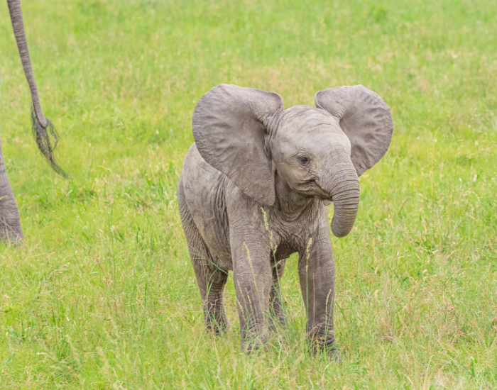 baby african elephant running in the wild