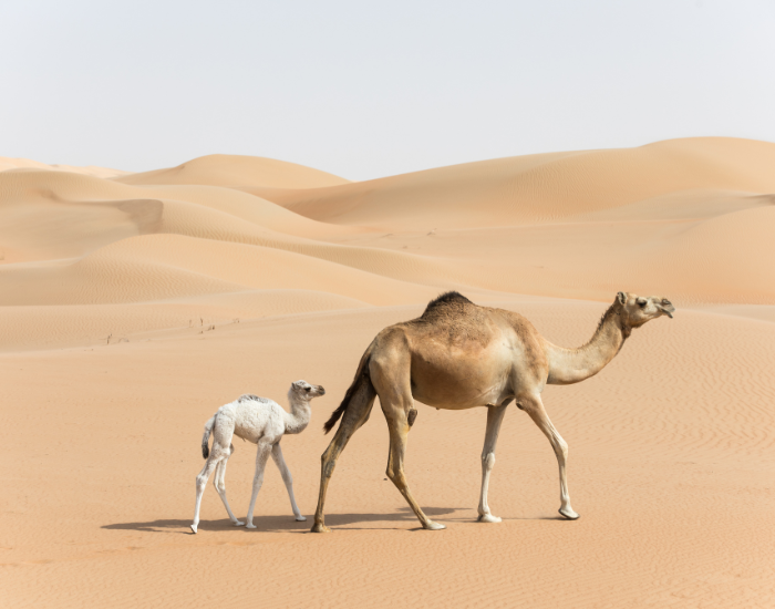 baby camel with is mom in the desert