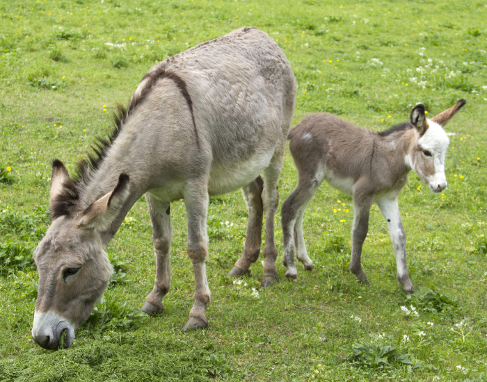 baby donkey with its mother in a grassland