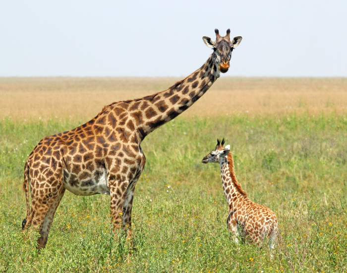 giraffe and her baby in the wild