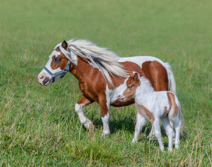 baby horse with its mom