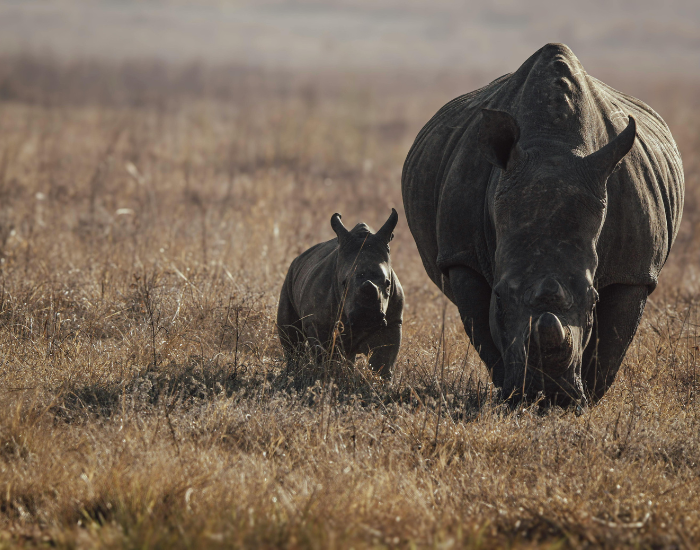 black rhino and its mom in the wild