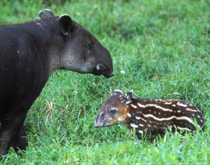 tapir with its baby