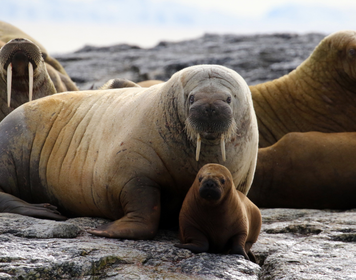 a mother walrus with its baby in front