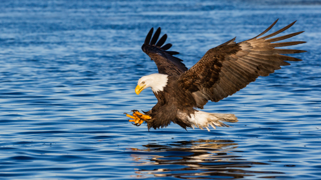 bald eagle flying over a lake