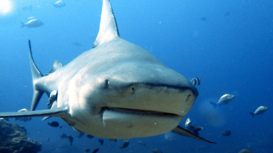 a bull shark approached the camera underwater