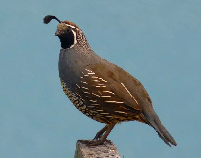 California Quail close up