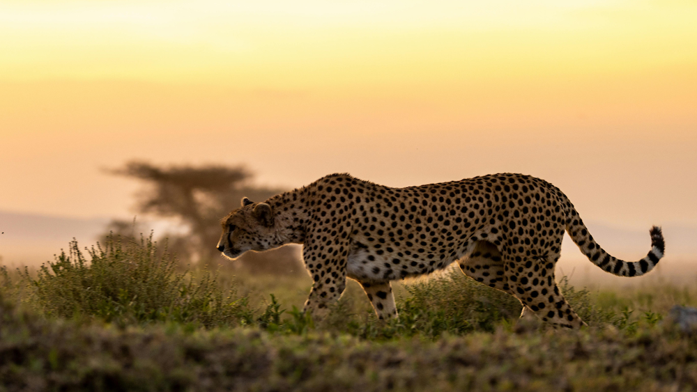 a landscape photo showing a cheetah stalking prey with a tree on the background during sunset