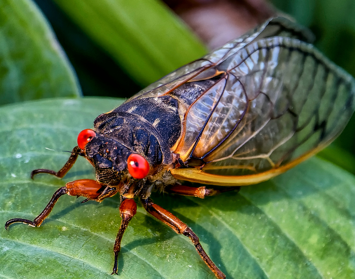 close up of a cicada on a leaf