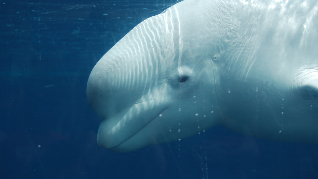 A white beluga whale swimming in deep blue water with sunlight rippling across its rounded forehead.