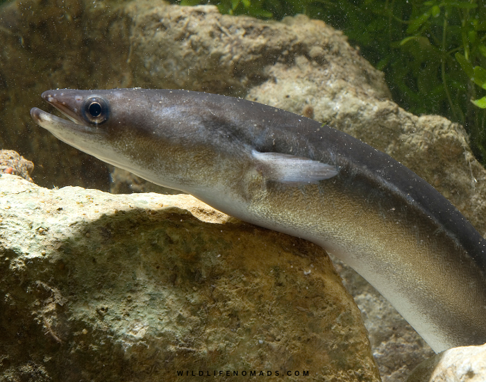 European Eel close up in an aquarium