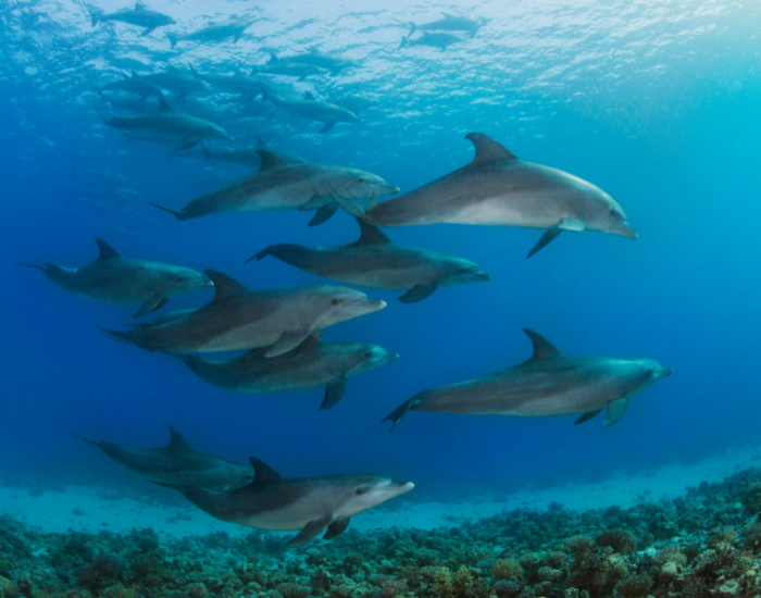 dolphin-pod.webp dolphin pod underwater photo
