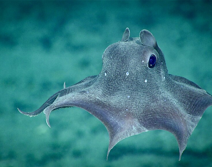 dumbo-octopus.webp dumbo octopus swimming