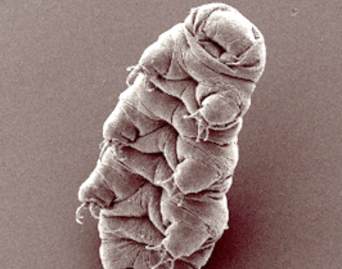 microscopis close up of a eutardigrada with white background