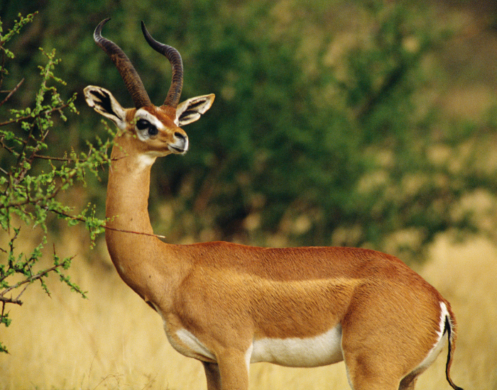 Gerenuk in the wild