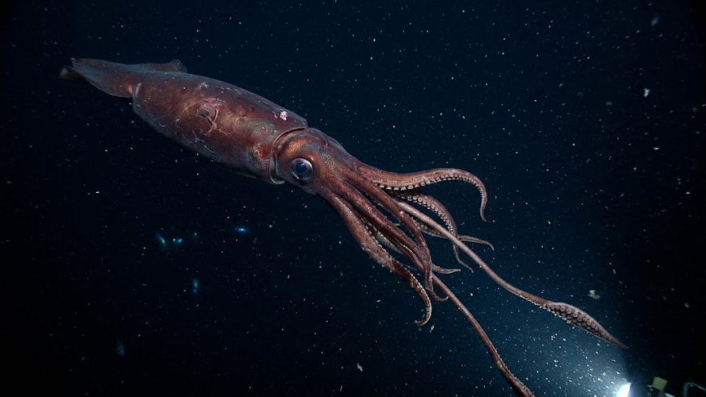A giant squid glides toward the camera with its tentacles fully curled and extended outward. A underwater light reveals the detailed suction cups on its arms against the pitch-black deep sea.   