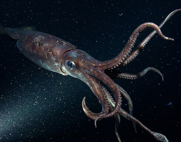 A large giant squid swims horizontally through the dark, deep ocean waters. Its long tentacles trail behind as light illuminates the speckles floating in the abyss.