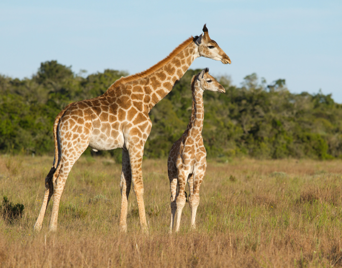 Giraffe on a Tanzania wildlife safari in the Serengeti