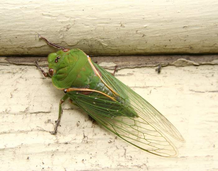 green grocer cicada close up